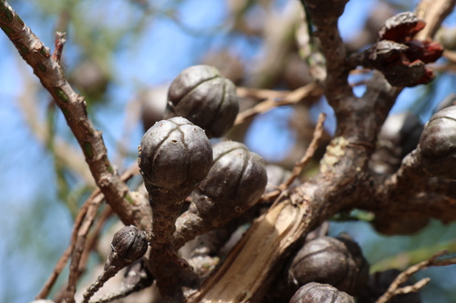 Drummond's cypress-pine (Callitris drummondii)