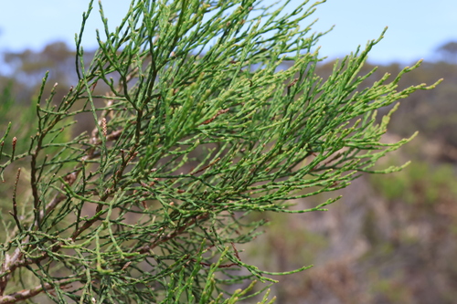 Image of Callitris drummondii by (c) Greg Tasney, some rights reserved (CC BY-SA)
