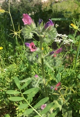 Echium judaeum