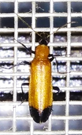Idgia assimilis