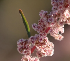 Amaranthus fimbriatus