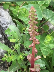 Umbilicus intermedius