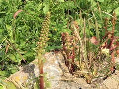 Umbilicus intermedius