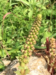 Umbilicus intermedius