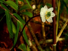 Jacy Chen, CC BY, iNaturalist via GBIF Coptis quinquefolia, photograph Jacy Chen, CC BY, iNaturalist via GBIF