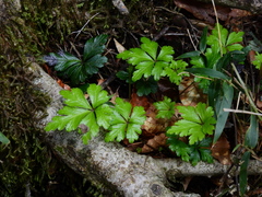 Jacy Chen, CC BY, iNaturalist via GBIF Coptis quinquefolia, photograph Jacy Chen, CC BY, iNaturalist via GBIF