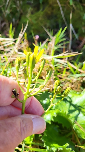 Image of Rigid Hawkbit (Leontodon rigens) by (c) D Defreese, some rights reserved (CC BY)