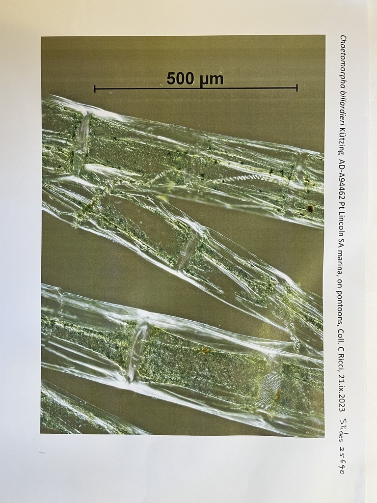 Chaetomorpha billardierii