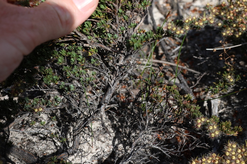 Image of Verticordia oxylepis by (c) Greg Tasney, some rights reserved (CC BY-SA)