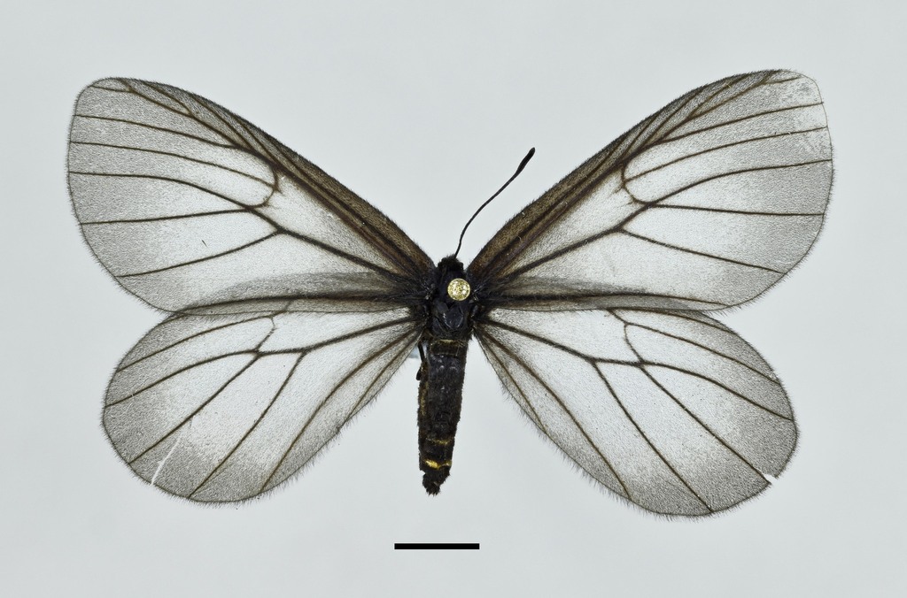 Styx infernalis