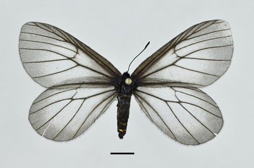 Styx infernalis