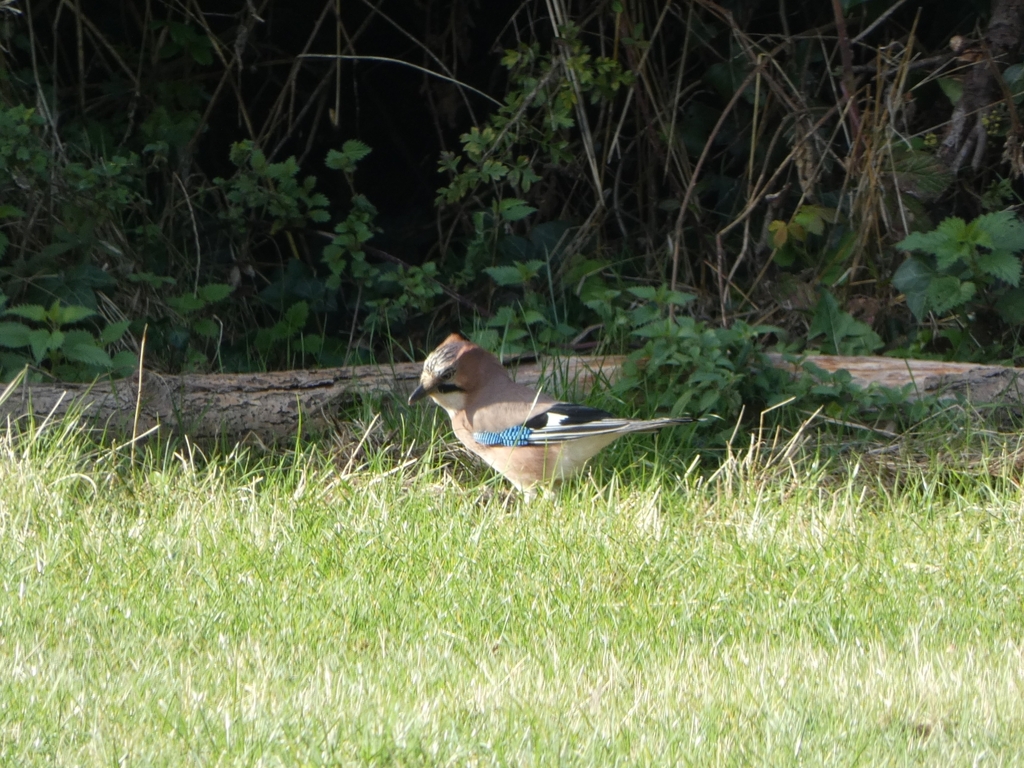 British Eurasian Jay