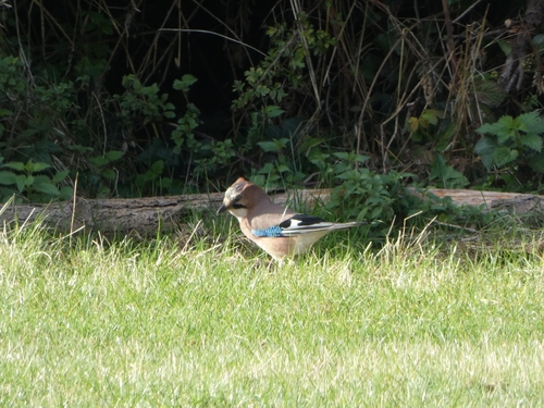 British Eurasian Jay