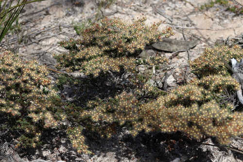 Image of Verticordia oxylepis by (c) Greg Tasney, some rights reserved (CC BY-SA)