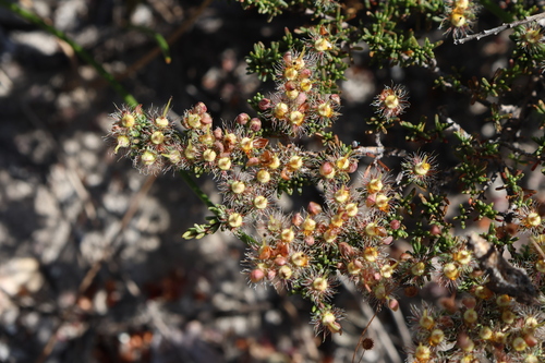 Bonsai featherflower (Verticordia oxylepis)
