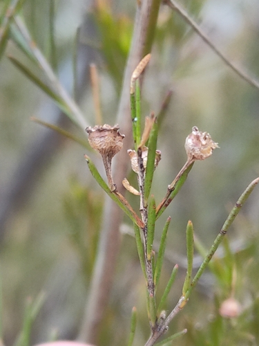 Image of Sannantha angusta by (c) Tony van Kampen, some rights reserved (CC BY)