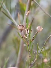 Sannantha angusta, photograph (c) Tony van Kampen, some rights reserved (CC BY)