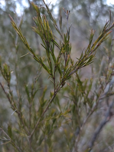Image of Sannantha angusta by (c) Tony van Kampen, some rights reserved (CC BY)