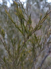 Sannantha angusta, photograph (c) Tony van Kampen, some rights reserved (CC BY)
