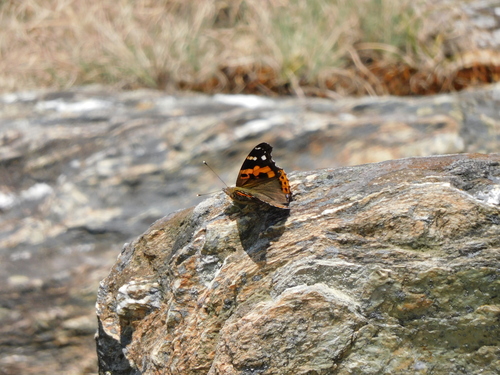 Photo of Indian Red Admiral (Vanessa indica)