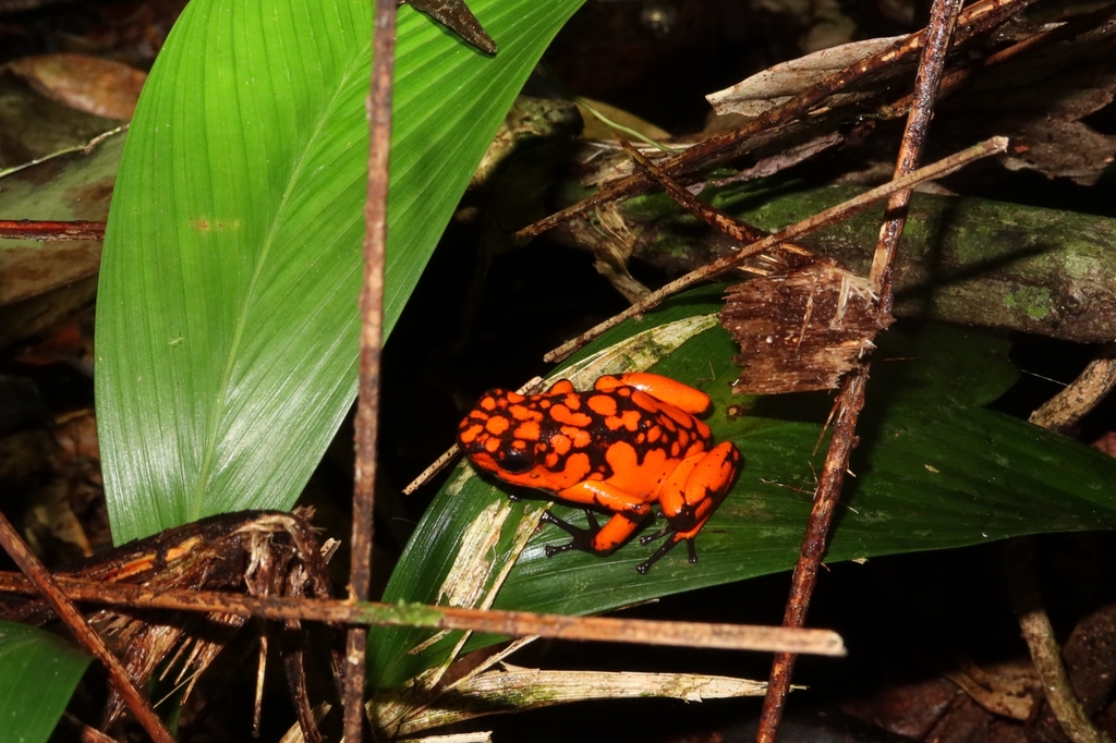 Oophaga solanensis in September 2023 by César María Aguilar Gómez ...