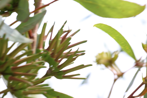Image of Eucalyptus macrandra by (c) Greg Tasney, some rights reserved (CC BY-SA)