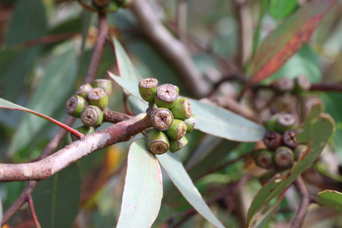 River Yate (Eucalyptus macrandra)