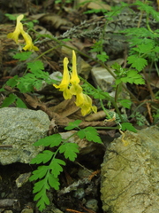 Corydalis pallida tenuis