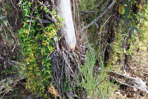 Eucalyptus macrandra, photograph 2