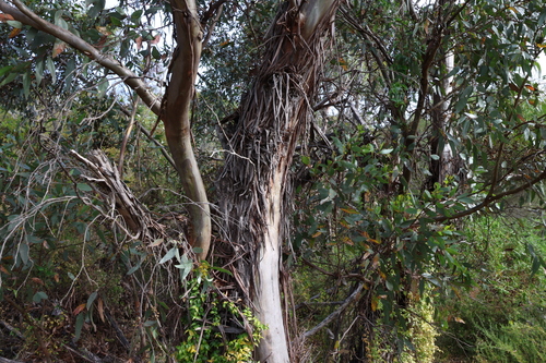 Eucalyptus macrandra, photograph 3