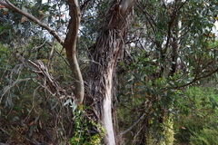 Eucalyptus macrandra, photograph (c) Greg Tasney, some rights reserved (CC BY-SA)