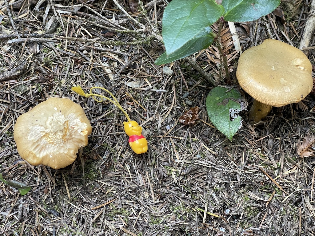 Pacific Golden Chanterelle from Berta Rd, Eureka, CA, US on November 1