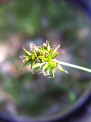 Carex hoodii