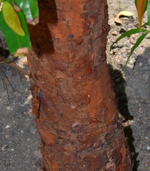 Syzygium zeylanicum
