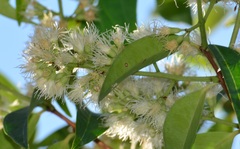 Syzygium zeylanicum