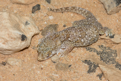 Stenodactylus