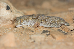 Stenodactylus