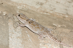 Tarentola annularis