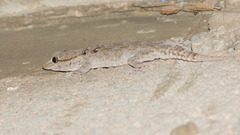 Tarentola annularis