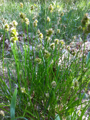 Carex hoodii