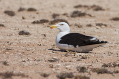 Larus marinus