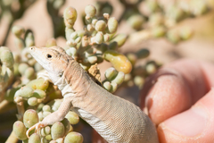 Acanthodactylus aureus