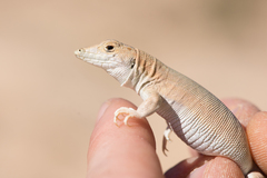 Acanthodactylus aureus