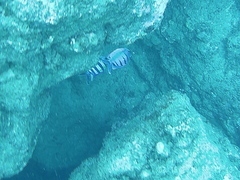 Abudefduf abdominalis