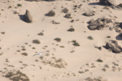 Thalasseus albididorsalis