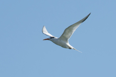 Thalasseus albididorsalis