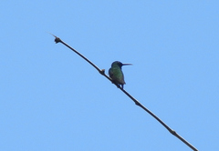 Anthracothorax nigricollis