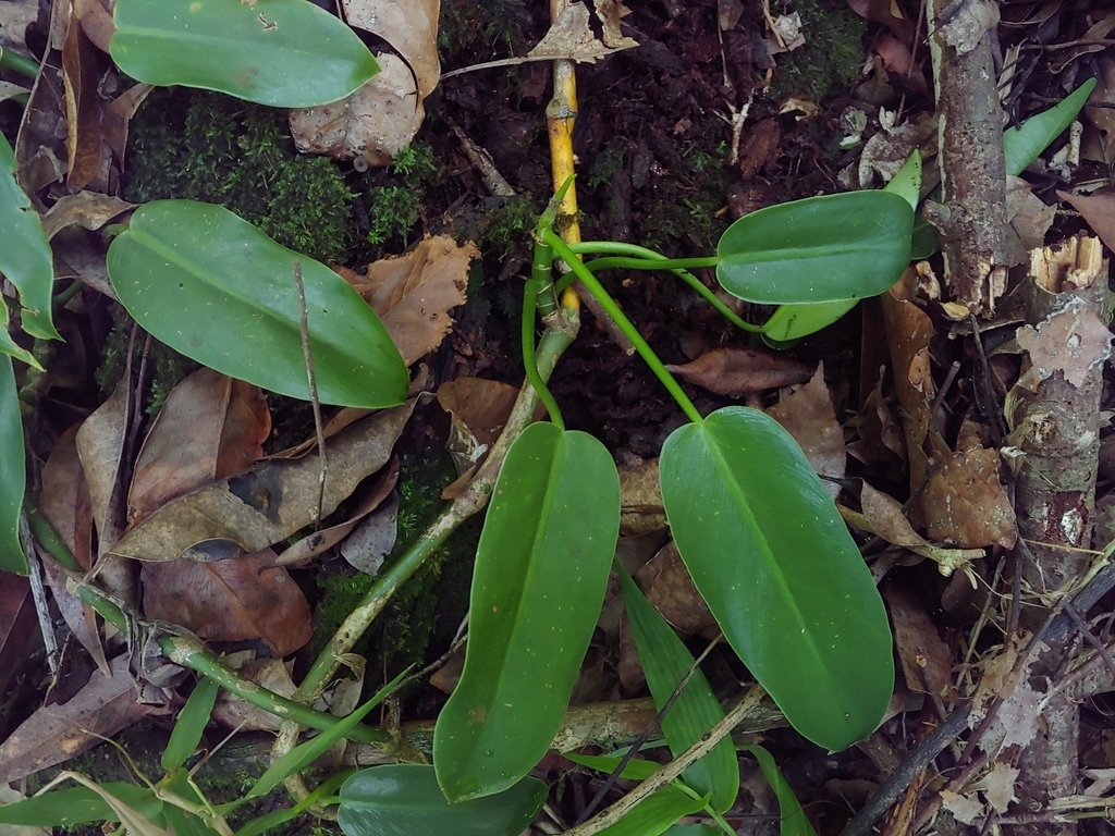 Philodendron consanguineum; photograph (c) Kurt Miller, some rights reserved (CC BY-SA)