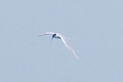 Sterna dougallii dougallii