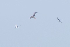 Sterna dougallii dougallii